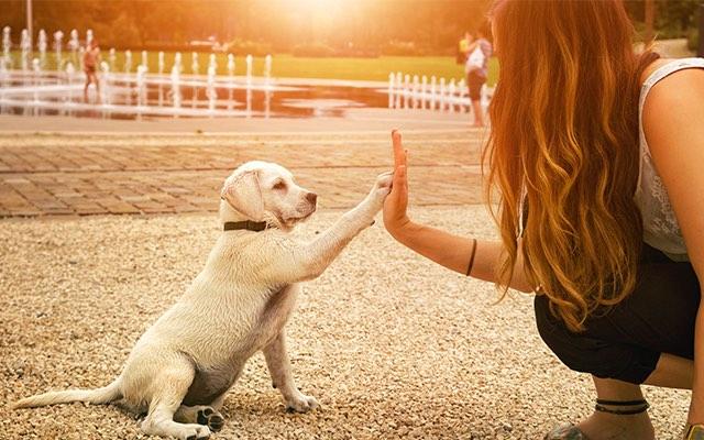 Photo of a woman giving a white puppy a high five