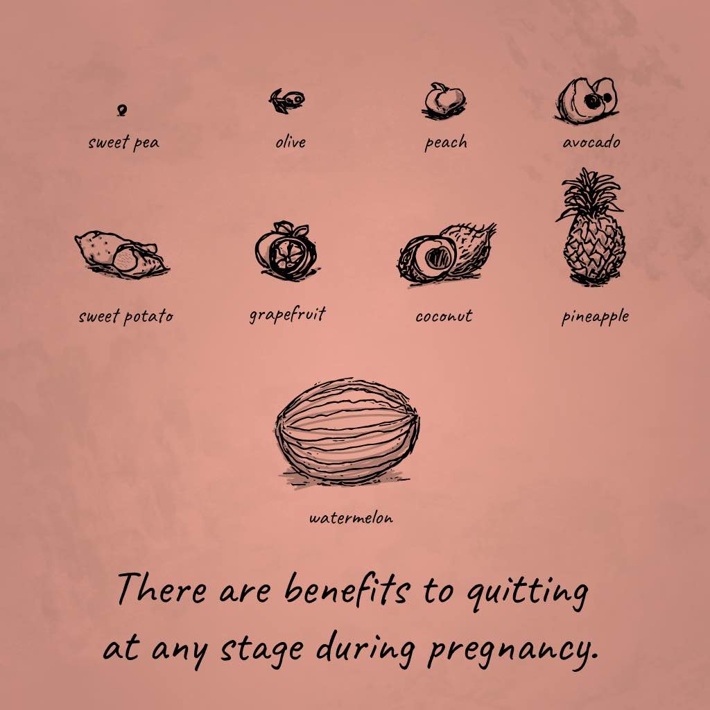 Illustration of fruits/vegetables simulating fetus size with text saying "There are benefits to quitting at any stage during pregnancy."